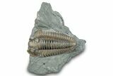 Prone Flexicalymene Trilobite Fossil - Indiana #287623-3